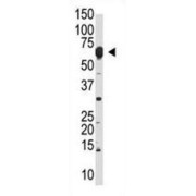 Negative Regulator of Ubiquitin-Like Proteins 1 (NYREN18) Antibody