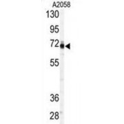 3'-Phosphoadenosine 5'-Phosphosulfate Synthase 1 (PAPSS1) Antibody