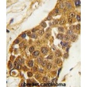 Homeobox Protein MSX-2 (MSX2) Antibody
