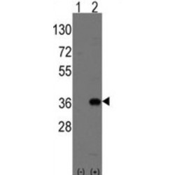 Homeobox Protein MSX-2 (MSX2) Antibody