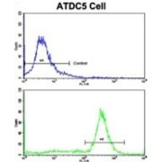 Prohibitin (PHB) Antibody
