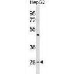Prohibitin (PHB) Antibody