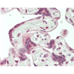 Syncytin-1 (HERV) Antibody