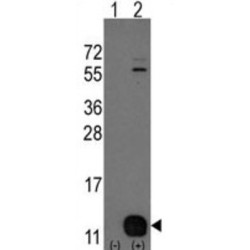 Phosphohistidine Phosphatase 1 (PHPT1) Antibody