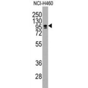 CCAAT-Box-Binding Transcription Factor (CBF) Antibody