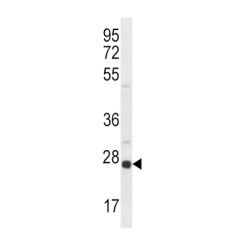 OPRS1 Antibody