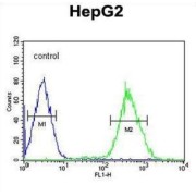 Forkhead Box Protein P3 (FOXP3) Antibody