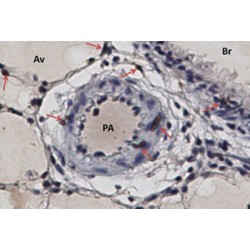 Replication Factor C Subunit 2 (RFC2) Antibody