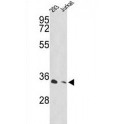 26S Proteasome Non-ATPase Regulatory Subunit 11 (PSMD11) Antibody