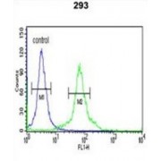 Disks Large-Associated Protein 5 / HURP (DLGAP5) Antibody