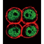Proliferating Cell Nuclear Antigen (PCNA) Antibody