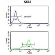 Small Nuclear Ribonucleoprotein Polypeptide C (SNRPC) Antibody