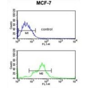 ErbB3-Binding Protein 1 (EBP1) Antibody