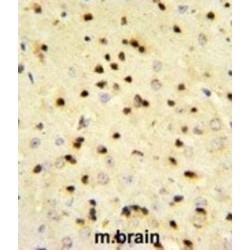 ErbB3-Binding Protein 1 (EBP1) Antibody