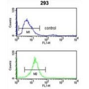 Replication Factor C Subunit 3 (RFC3) Antibody