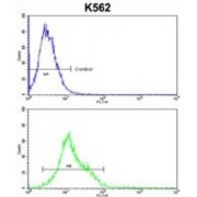 Heat Shock Protein 105 kDa (HSPH1) Antibody
