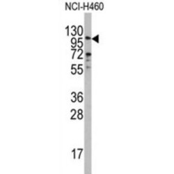 Exonuclease 1 (EXO1) Antibody