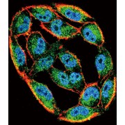 Heat Shock 70 kDa Protein 8 (HSPA8) Antibody