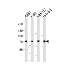 Heat Shock 70 kDa Protein 8 (HSPA8) Antibody