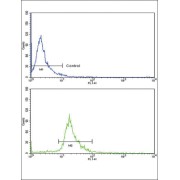 Endoglin / CD105 (ENG) Antibody