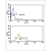 Malate Dehydrogenase 1 (MDH1) Antibody