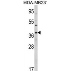 BAG Family Molecular Chaperone Regulator 1 (BAG1) Antibody