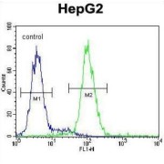 26S Proteasome Non-ATPase Regulatory Subunit 7 (PSMD7) Antibody