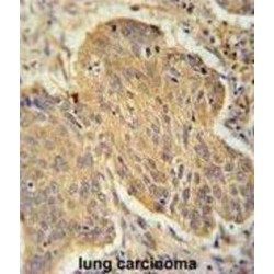 26S Proteasome Non-ATPase Regulatory Subunit 7 (PSMD7) Antibody