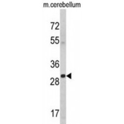 14-3-3 Protein Gamma (YWHAG) Antibody