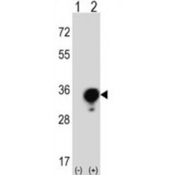 14-3-3 Protein Gamma (YWHAG) Antibody