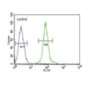 14-3-3 Protein Gamma (YWHAG) Antibody