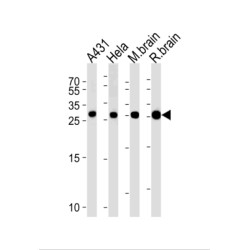 14-3-3 Protein Gamma (YWHAG) Antibody