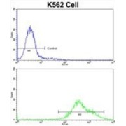 Paired Box Protein Pax-3 (PAX3) Antibody