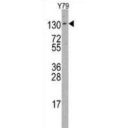 abx031823