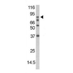 DAXX (pS213) Antibody