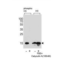 HIST1H3B3 (pS10) Antibody