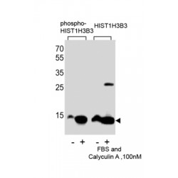 HIST1H3B3 (pS10) Antibody