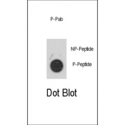 MAP Kinase-Activated Protein Kinase 2 Phospho-Thr334 (MAPKAPK2 pT334) Antibody