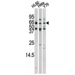 RAD9 (pS272) Antibody