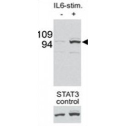 Signal Transducer and Activator of Transcription 3 Phospho-Ser727 (STAT3 pS727) Antibody