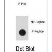 STAT5a (pS726) Antibody