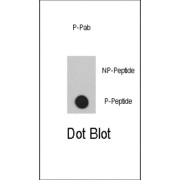 P300 (pS1834) Antibody