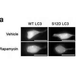 LC3C (pS12) Antibody