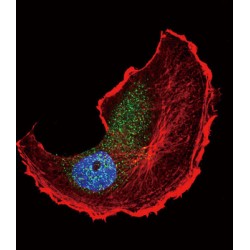 TSC2 (pS1798) Antibody