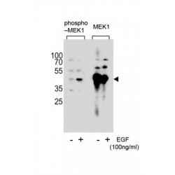 MEK1 (pS222) Antibody