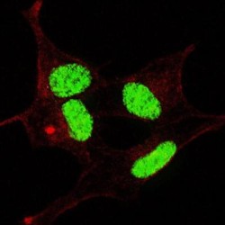LIN28 (pS134) Antibody