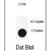 Autophagy-Related Protein 3 (APG3 (cleaved)) Antibody