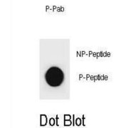 Cyclin D3 Phospho-Thr283 (CCND3 pT283) Antibody