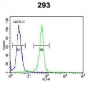 Ribosome Biogenesis Regulator Homolog (RRS1) Antibody