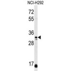 D-Aspartate Oxidase (DDO) Antibody